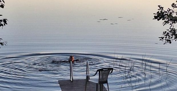 Maalaistalo Sipilä cooling in the lake from the sauna