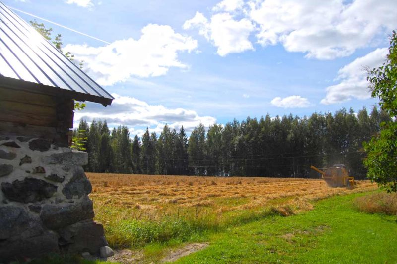Combine harvester in the field