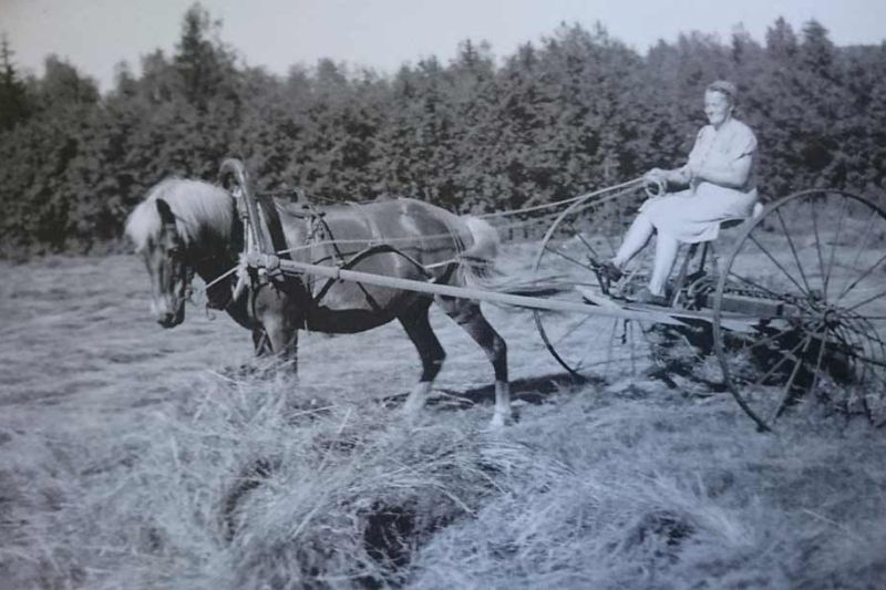 Old farmer’s wife raking hay