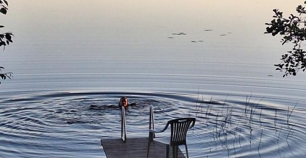 Maalaistalo Sipilä cooling in the lake from the sauna